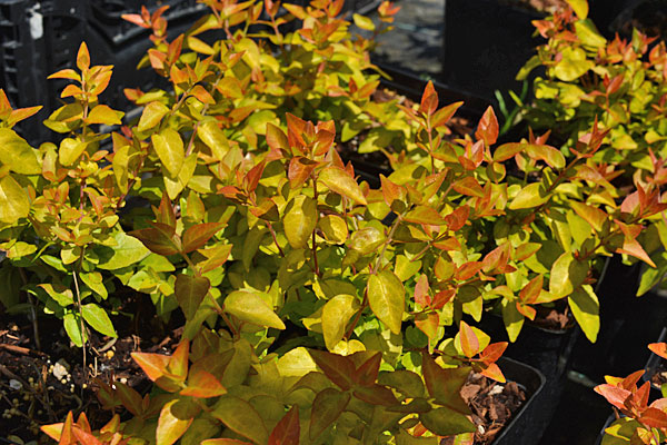 Peach Perfection® Abelia